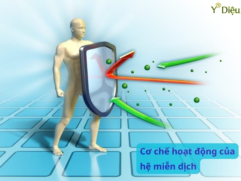 Cơ chết hoạt động của hệ miễn dịch.